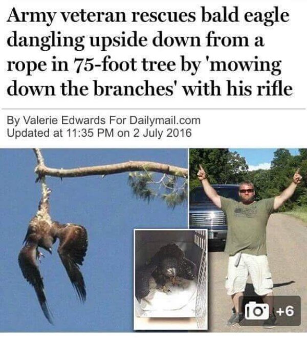 most american thing ever - Army veteran rescues bald eagle dangling upside down from a rope in 75foot tree by 'mowing down the branches' with his rifle By Valerie Edwards For Dailymail.com Updated at on 10 6