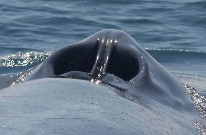This is the blowhole on a blue whale. 