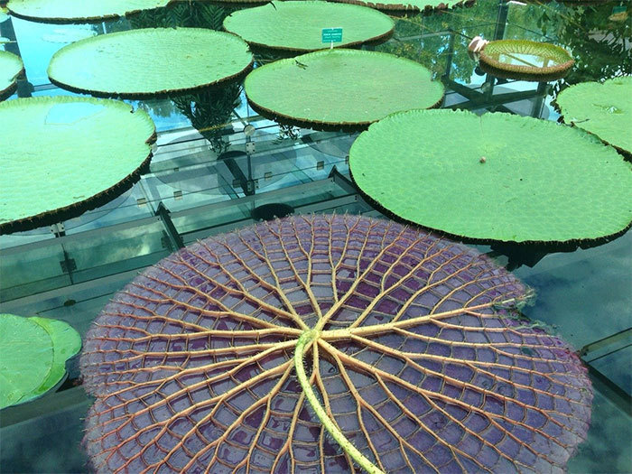 This is what the underside of a lily pad looks like. 