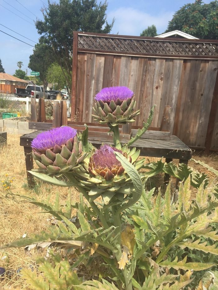 This is bizarre looking thing is an artichoke plant.