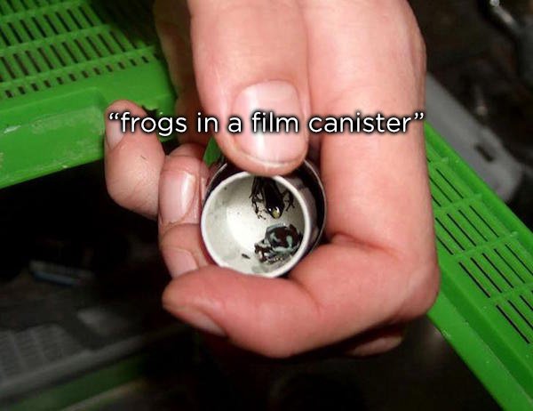 animal smuggling - 1111111 11 "frogs in a film canister"