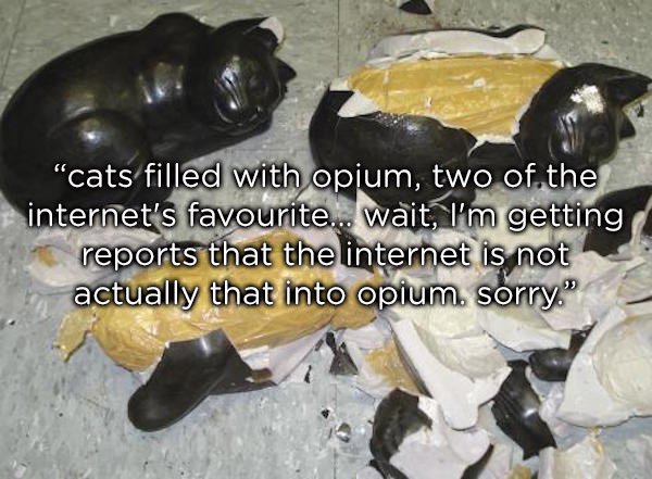 "cats filled with opium, two of the internet's favourite... wait, I'm getting reports that the internet is not actually that into opium. sorry."