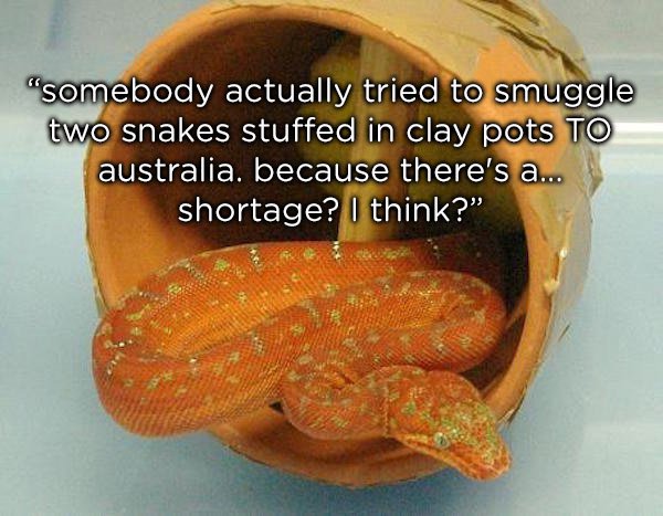 Smuggling - "somebody actually tried to smuggle two snakes stuffed in clay pots To australia. because there's a... shortage? I think?"