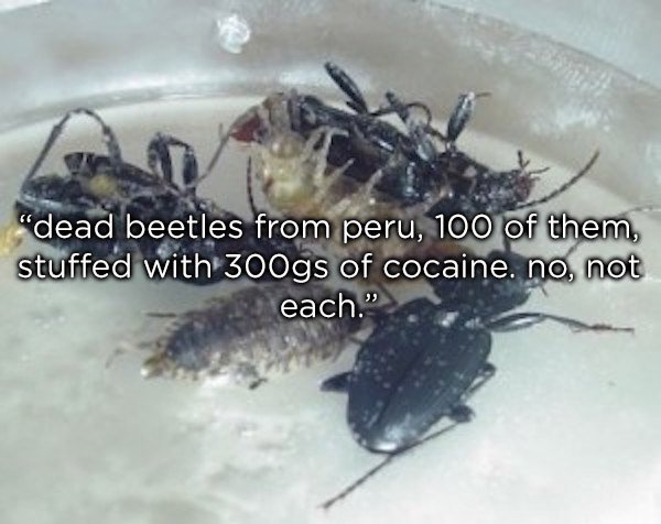 Smuggling - "dead beetles from peru, 100 of them, stuffed with 300gs of cocaine. no, not each."