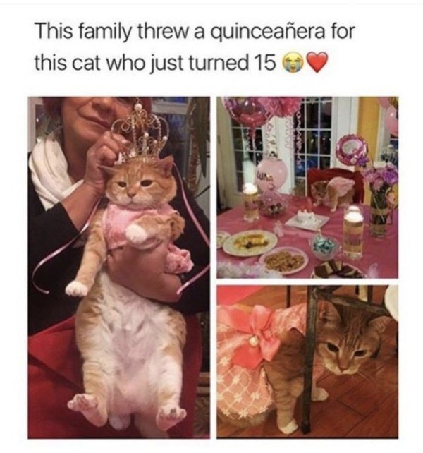 quinceanera for cat - This family threw a quinceaera for this cat who just turned 15