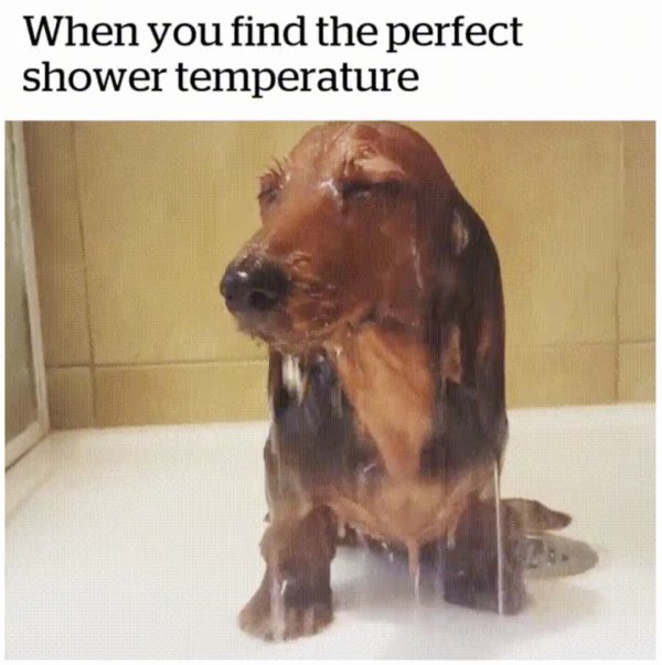 snout - When you find the perfect shower temperature