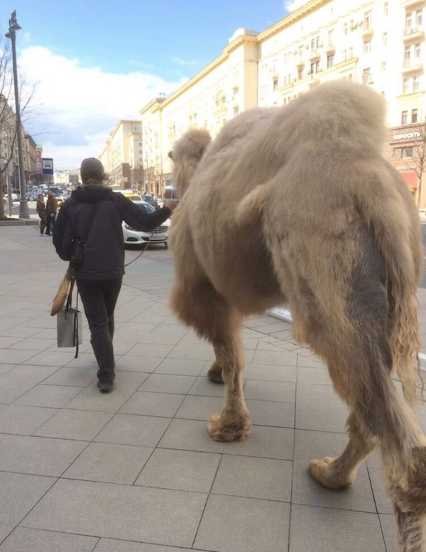 camel