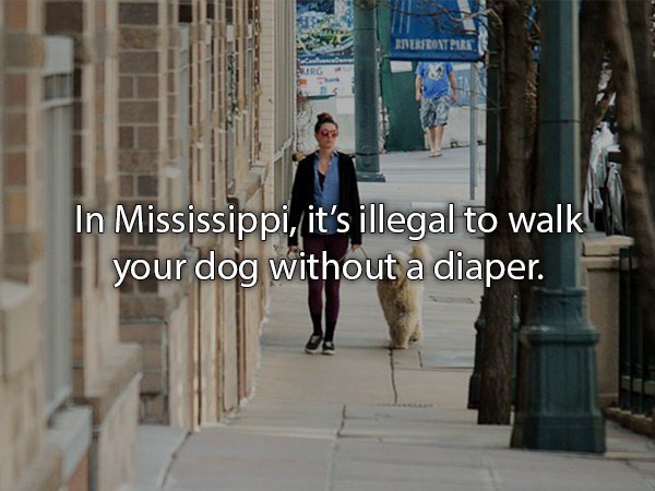 Dog - In Mississippi, it's illegal to walk your dog without a diaper.