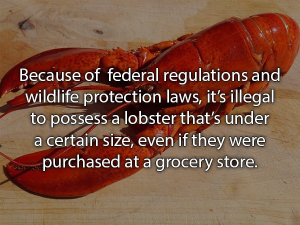 lobster - Because of federal regulations and wildlife protection laws, it's illegal to possess a lobster that's under a certain size, even if they were purchased at a grocery store.
