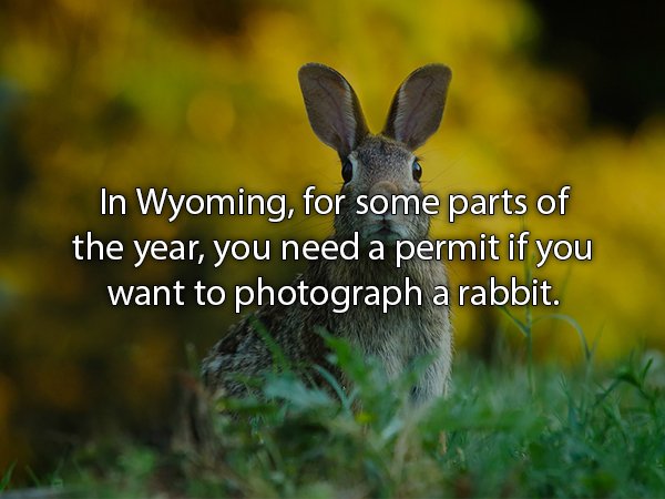 rabbit in ecosystem - In Wyoming, for some parts of the year, you need a permit if you want to photograph a rabbit.