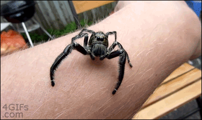 scary spider gif - 4GIFs .com