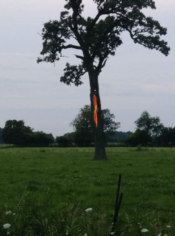 tree struck by lightning