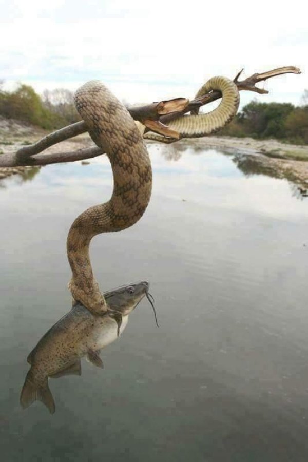 snake catching fish