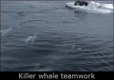 orcas knocking seal off ice gif - 4GIFs.com Killer whale teamwork
