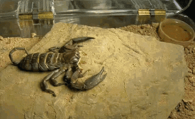 scorpion molting gif