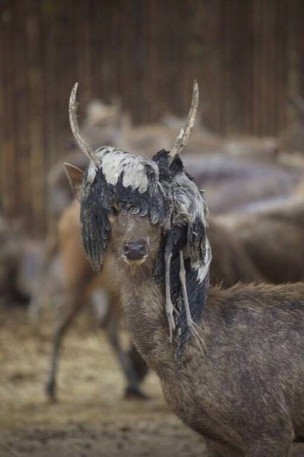 deer with dead bird on head