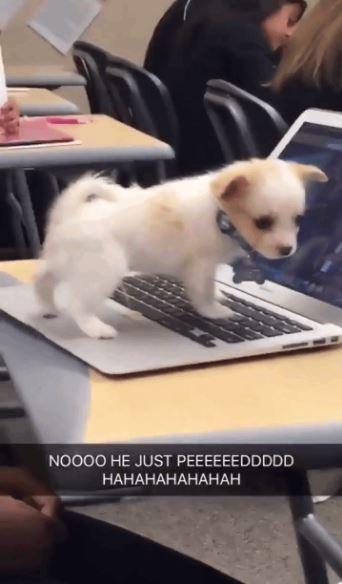 technology fail puppy peeing on computer - Noooo He Just Peeeeeeddddd