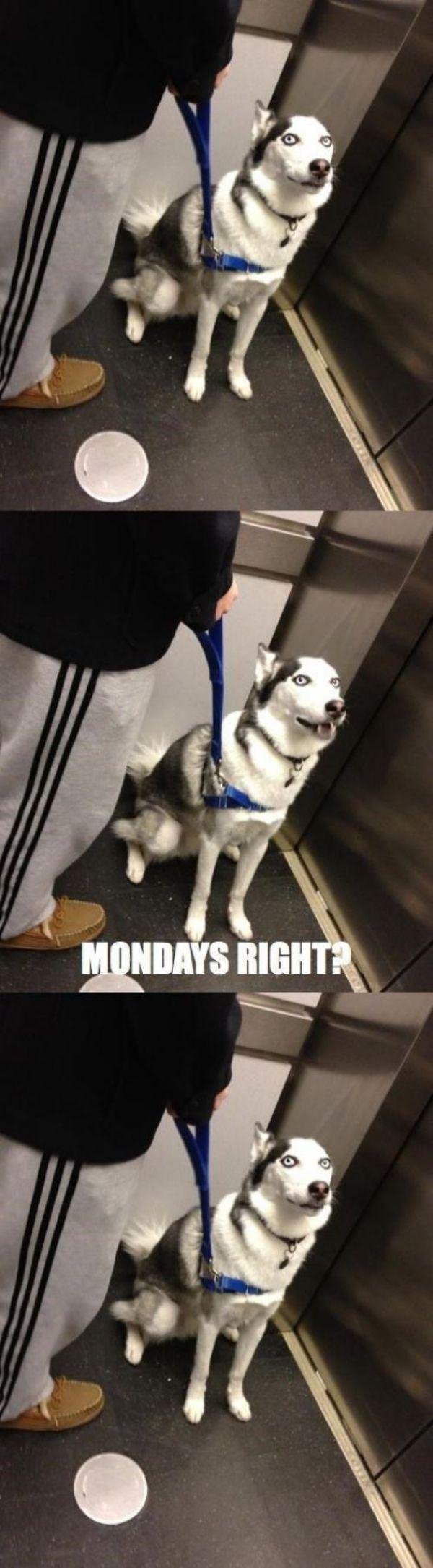 awkward elevator dog - Mondays Right?