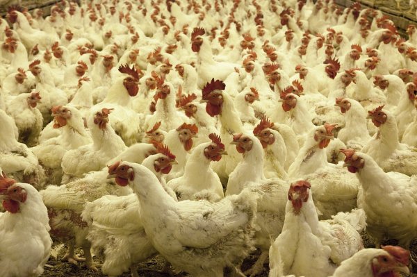 “There are more chickens in America than people on the planet.”