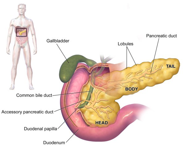 Dana Lewis from Alabama built herself an artificial pancreas from off-the-shelf parts.