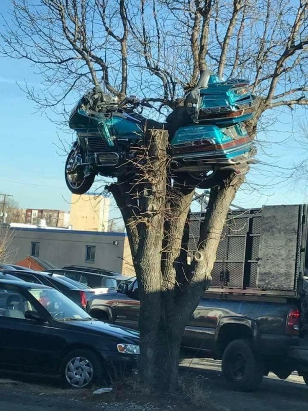 goldwing in a tree