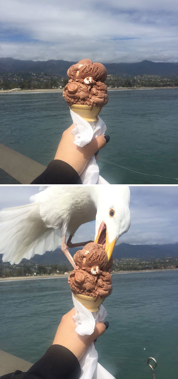 seagull steal ice cream