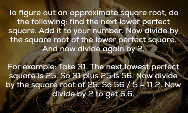 photo caption - To figure out an approximate square root, do the ing find the next lower perfect square. Add it to your number. Now divide by the square root of the lower perfect square. And now divide again by 2. For example Take 31. The next lowest perf