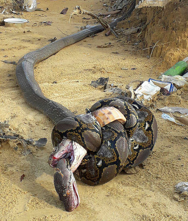 A King Cobra has attempted to catch, kill and eat this Reticulated Python. Both were found dead