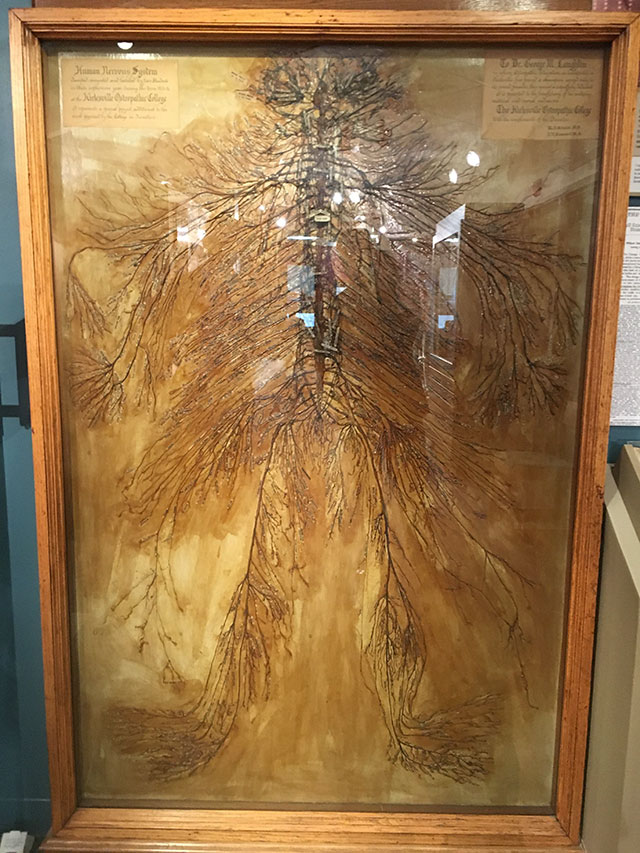 This is an intact human nervous system that was dissected by 2 medical students in 1925. It took them over 1500 hours. There are only 4 of these in the world