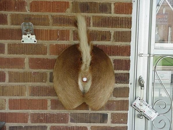 deer doorbell