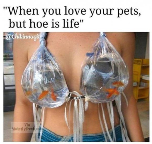 water bra - "When you love your pets, but hoe is life" Via Mostly Fresh.com