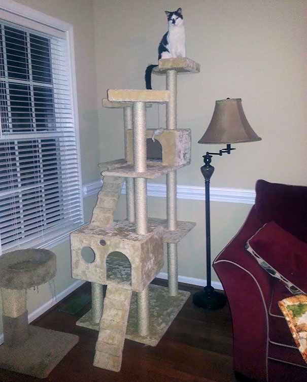 My wife was angry at me for buying such a huge cat tree for our blind cat. “She’s blind. She won’t be able to climb that thing!!!!”. 36 hours later…