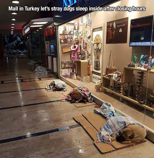 Ns Mall in Turkey let's stray dogs sleep inside after closing hours Com mas