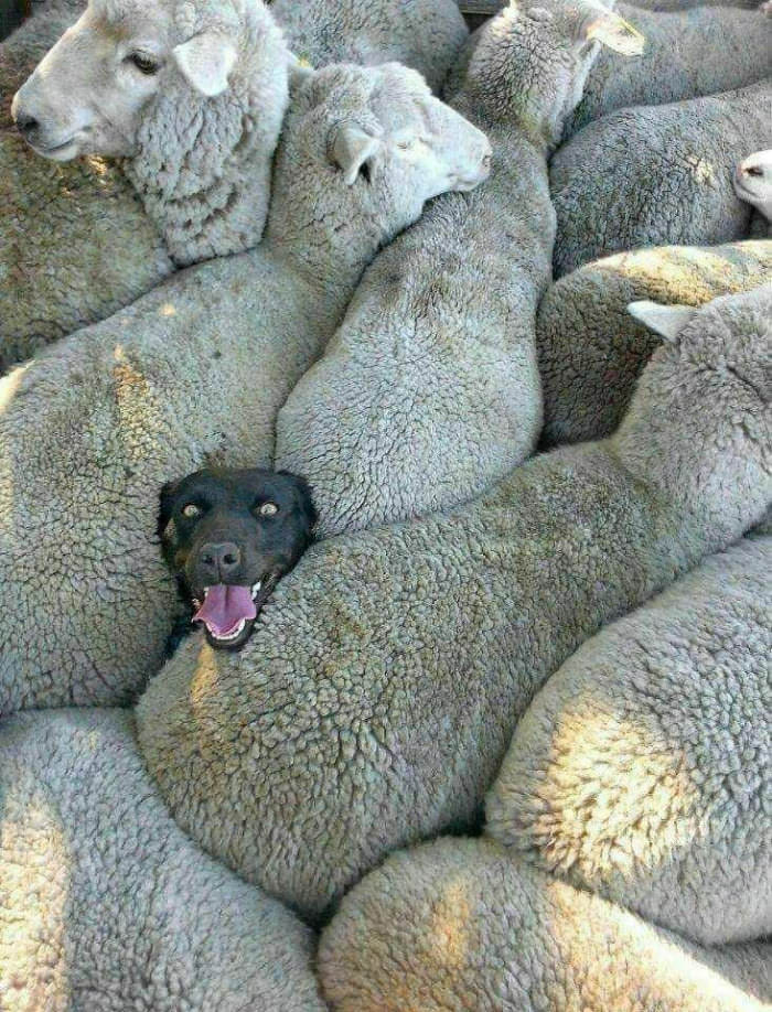 dog sheep