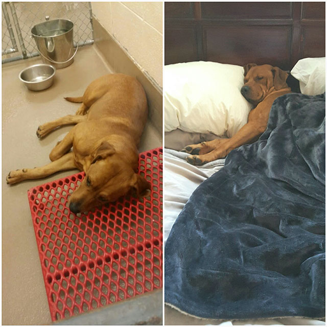 shelter dogs before and after adoption