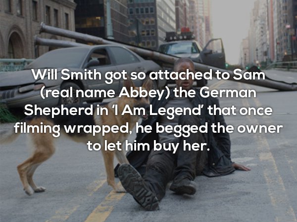 will smith dog i am legend - Will Smith got so attached to Sam real name Abbey the German Shepherd in 1 Am Legend that once filming wrapped, he begged the owner to let him buy her.