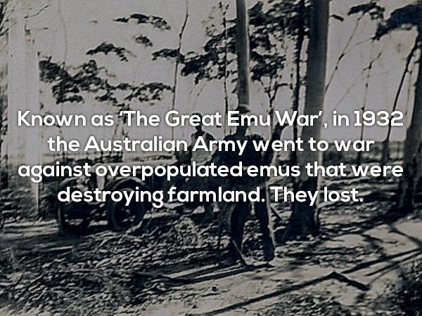 emu war 1932 - Known as The Great Emu War', in 1932 the Australian Army went to war against overpopulated emus that were destroying farmland. They lost.