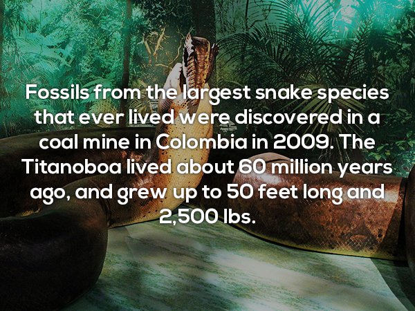 giant snake titanoboa - Fossils from the largest snake species that ever lived were discovered in a coal mine in Colombia in 2009. The Titanoboa lived about 60 million years ago, and grew up to 50 feet long and 2,500 lbs.