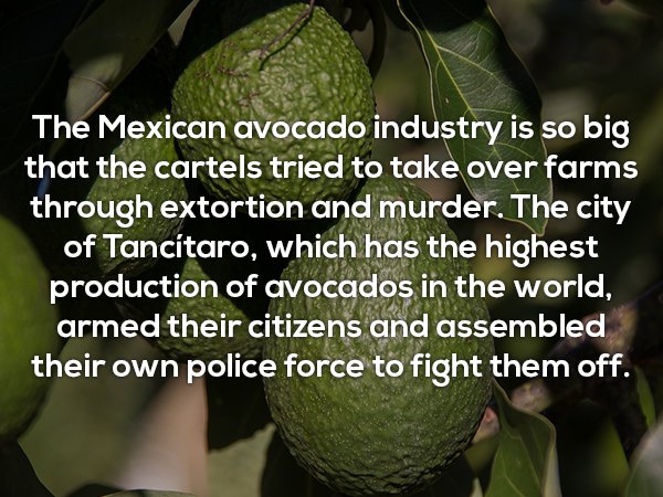 hoetips - The Mexican avocado industry is so big that the cartels tried to take over farms through extortion and murder. The city of Tancitaro, which has the highest production of avocados in the world, armed their citizens and assembled their own police 