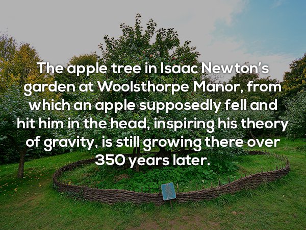 nature - The apple tree in Isaac Newton's garden at Woolsthorpe Manor, from which an apple supposedly fell and hit him in the head, inspiring his theory of gravity, is still growing there over 350 years later.