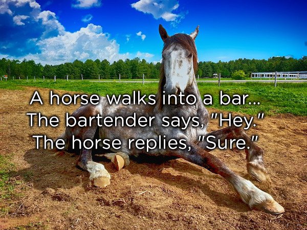 horse dad jokes - Lll A horse walks into a bar... The bartender says, "Hey." The horse replies, "Sure."