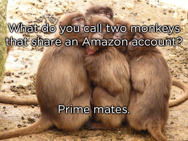 group of monkeys - What do you call two monkeys that an Amazon account? Prime mates.