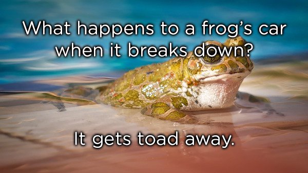 arunachal pradesh frog - What happens to a frog's car when it breaks down? It gets toad away.