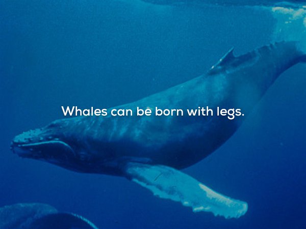 humpback whale - Whales can be born with legs.