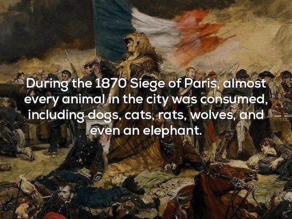 siege of paris in 1870 - During the 1870 Siege of Paris, almost every animal in the city was consumed, including dogs, cats, rats, wolves, and even an elephant.