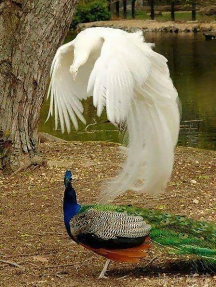cool pic white peacock flying
