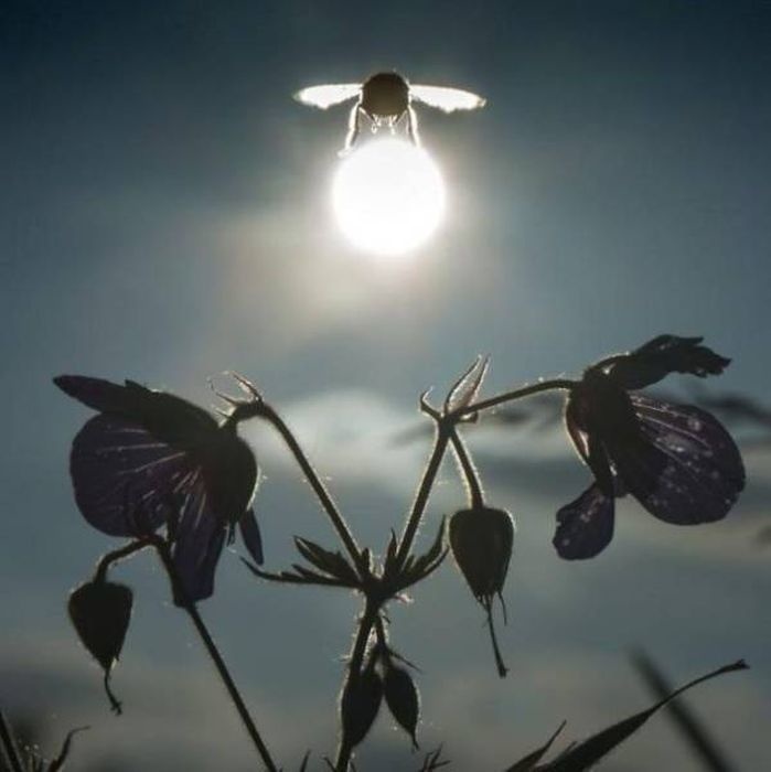 cool pic bumble bee carrying the sun