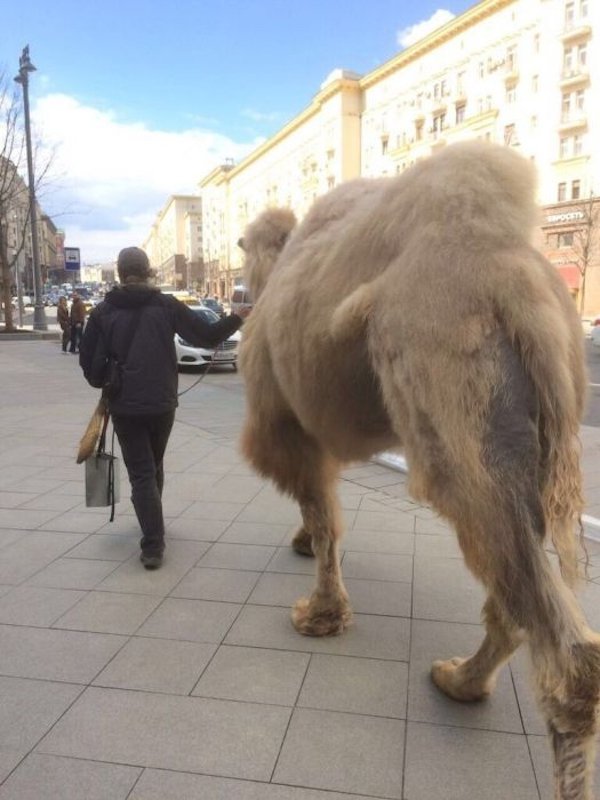 23 wtf pictures from Russia