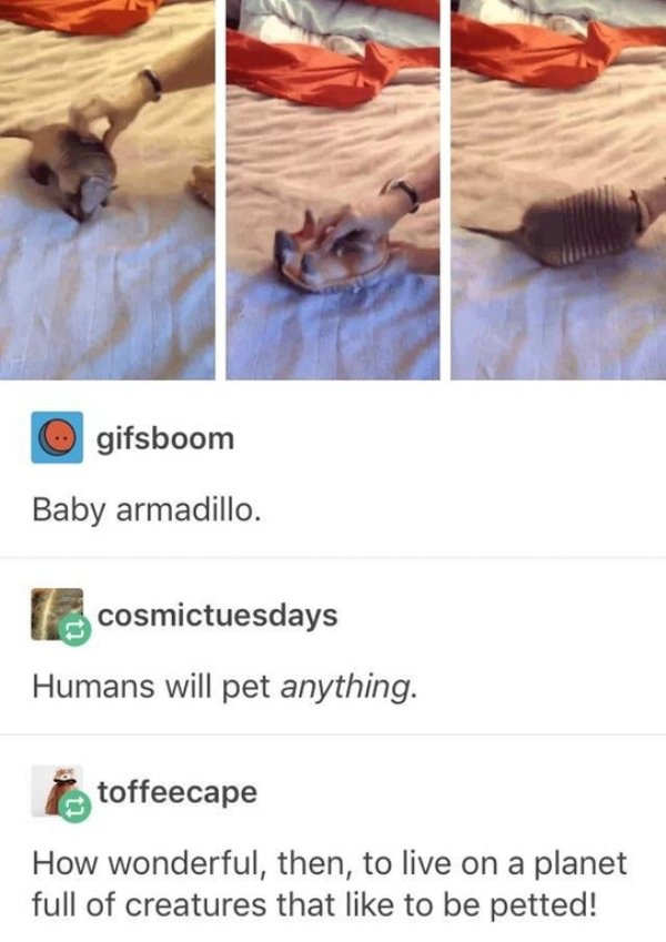 pet - O gifsboom Baby armadillo. cosmictuesdays Humans will pet anything. toffeecape How wonderful, then, to live on a planet full of creatures that to be petted!