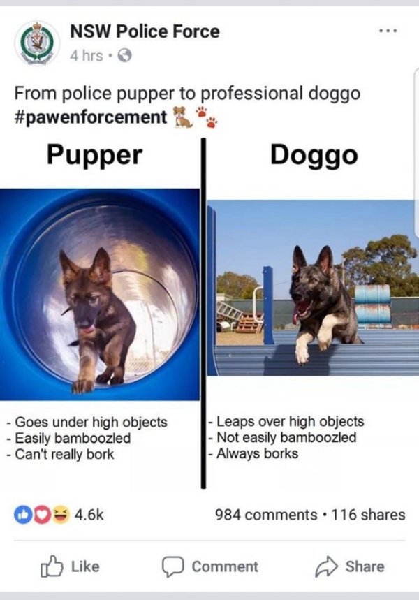 nsw police force pupper - Nsw Police Force 4 hrs. From police pupper to professional doggo Pupper Doggo Goes under high objects Easily bamboozled Can't really bork Leaps over high objects Not easily bamboozled Always borks Do 984 . 116 Comment